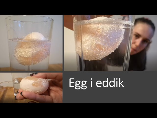 Eksperiment med eddik () Eksperiment med eddik