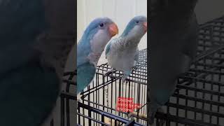 7 Weeks Old Quaker Parrot Dicovers Himself In The Mirror For The First Time shorts quakerparrot