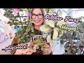 October Plant Favorites | TONS of Hoyas | Syngonium, Hoya and African Violet Plus More!