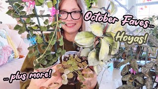 October Plant Favorites | TONS of Hoyas  | Syngonium, Hoya and African Violet Plus More!