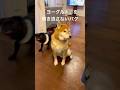 「ヨーグルト」が聞こえたのでダッシュしてくるパグがかわいい #shiba #パグ #面白い犬 #犬のいる生活 #pug #黒パグ #柴犬 #しばいぬ #ヨーグルト #食いしん坊 #dog