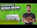 How To Grow Reishi  In A "Mini Greenhouse" (EASY!) Backyard Reishi Mushroom Cultivation Step by Step