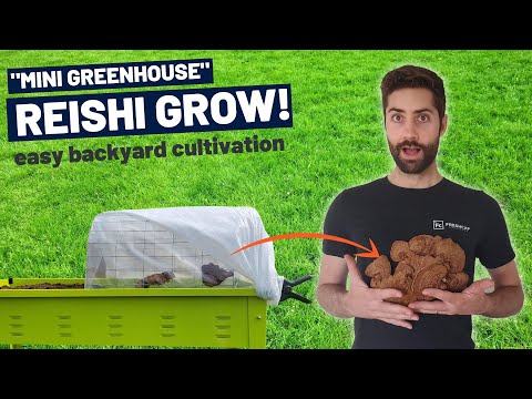 How To Grow Reishi  In A "Mini Greenhouse" (EASY!) Backyard Reishi Mushroom Cultivation Step by Step