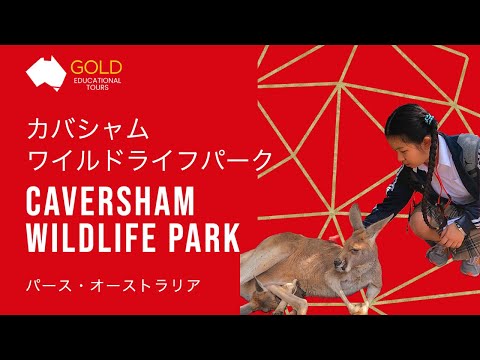 (QR)カバシャムワイルドライフパーク/Caversham Wildlife Park Short Video