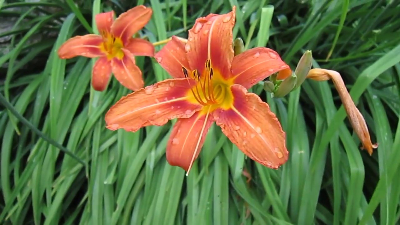 camera iphone 8 plus apk Fleurs comestibles : les Hémérocalles