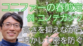 コニファー類の剪定 高さを抑えつつ 枝葉を透かし密を防ぐ手入れ Youtube