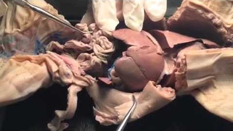 Digestive System - Comparative Anatomy