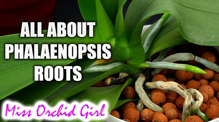 Understanding Phalaenopsis Orchid roots - All you should know! - DayDayNews