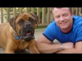 Dog Training Jupiter & West Palm Beach areas Dog Training Jupiter & West Palm Beach areas