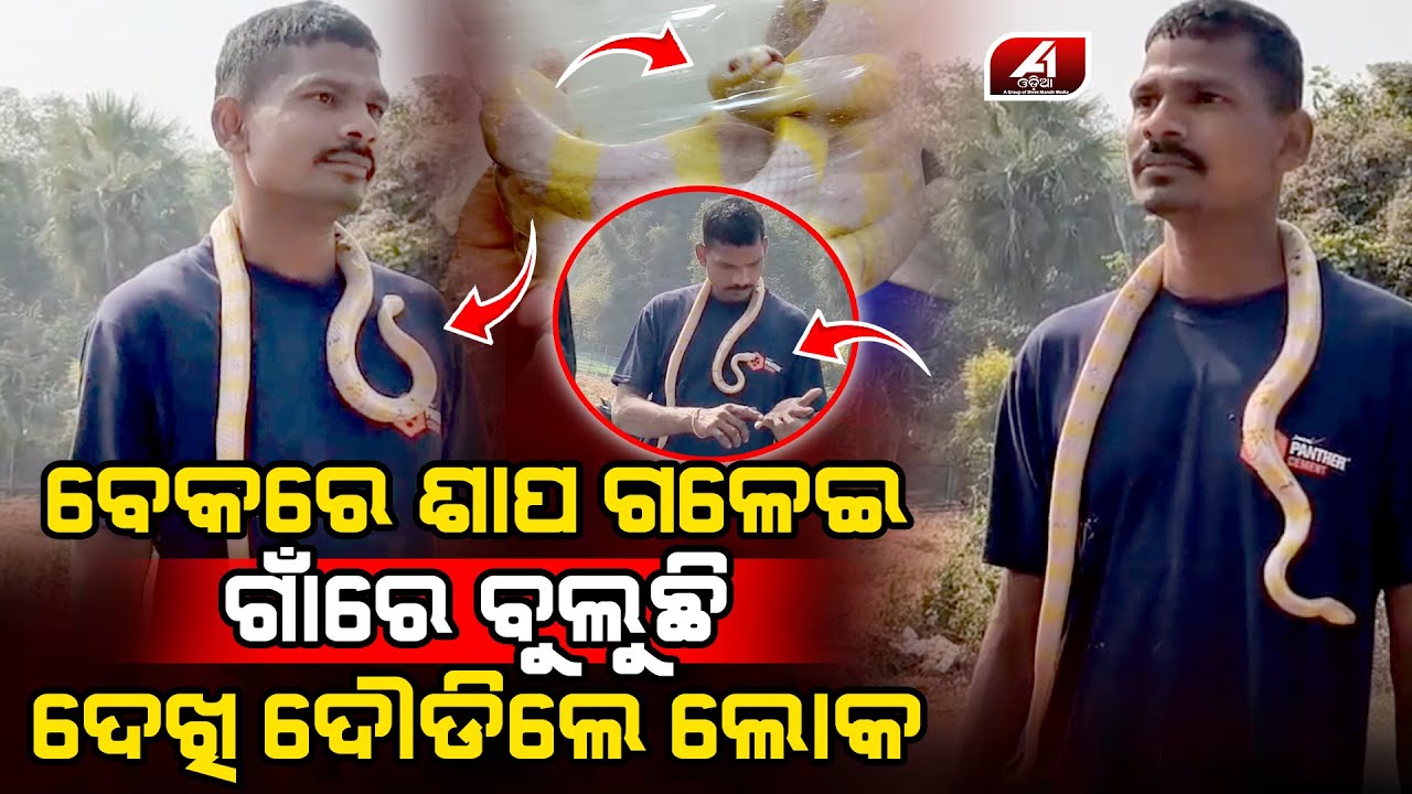 ବେକରେ ସାପ ପକେଇ ଖେଳୁଥିଲା ଶେଷରେ ସେଇ ସାପ ଚୋଟ ମାରିଦେଲା l BHADRAK SHANKE l @A1odia