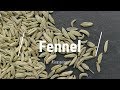 🔵 All About Fennel Seeds