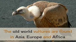 17 Facts You Should Know About Vulture