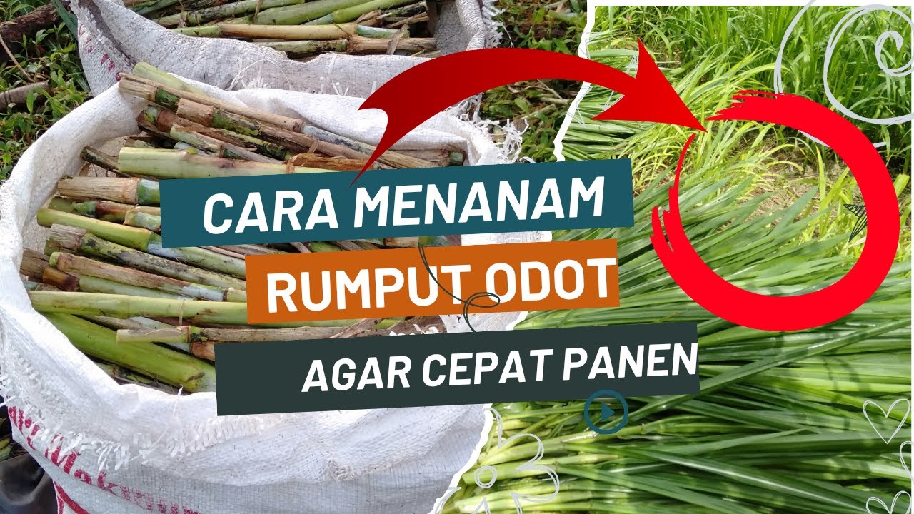 Cara sederhana menanam rumput odot yang benar supaya cepat panen 
