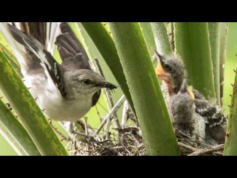 Video: Que Alimentar Al Ruiseñor