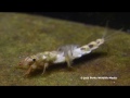 Mayfly nyphm stonefly larvae caddisfly larvae underwater