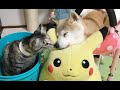 柴犬いちご（17才2ヶ月）キジトラ猫きらら（2才）のこの頃☆