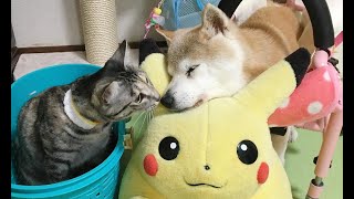 柴犬いちご（17才2ヶ月）キジトラ猫きらら（2才）のこの頃☆