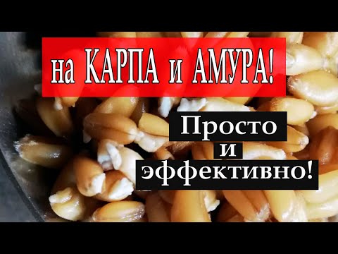 Поразительно уловистая насадка на карпа и амура! Моя супер пшеница для рыбалки. Просто и эффективно!