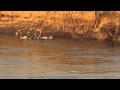 Zambezi canoe trip