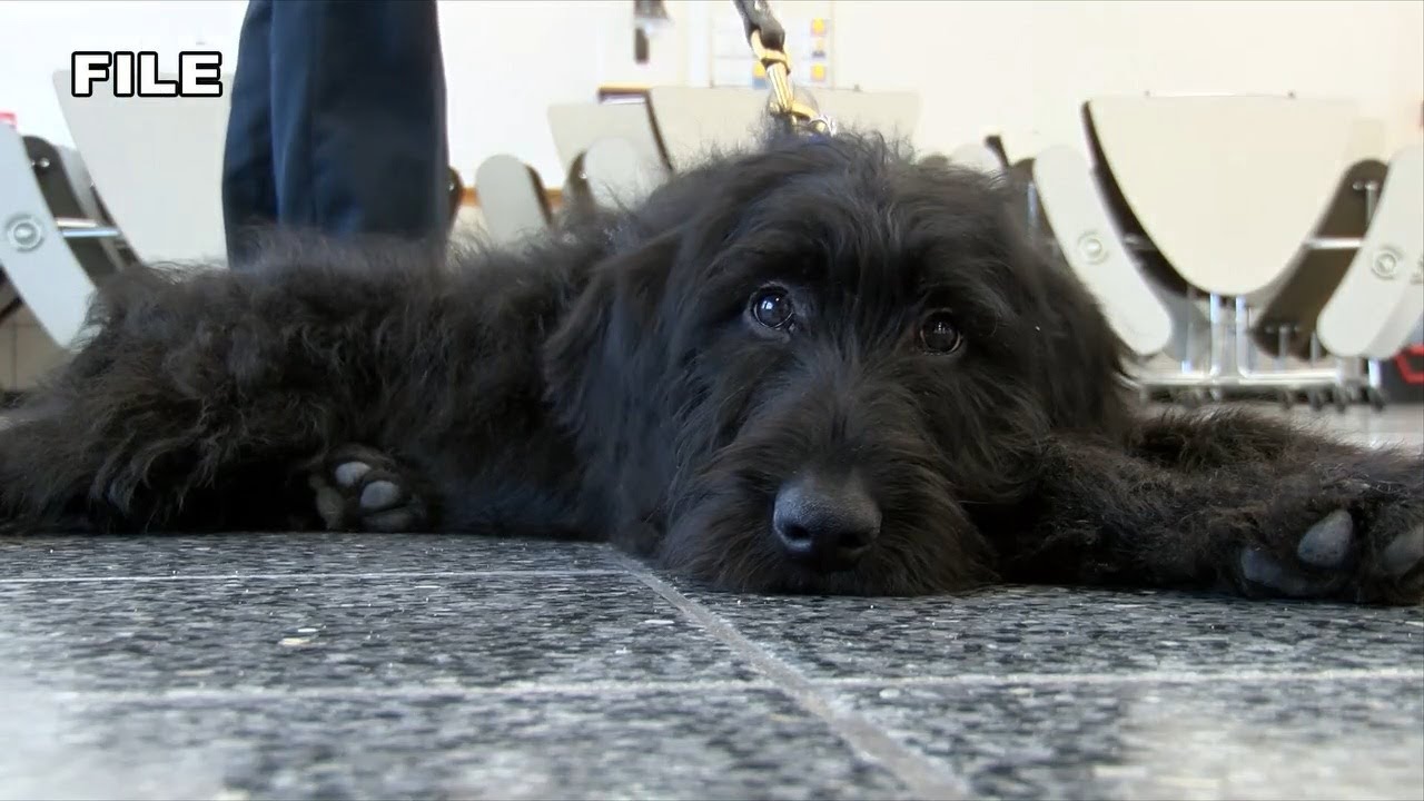 Pet safety around holiday decorations