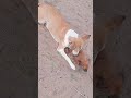 Dog Playing Funny Video #Shorts #Trending #Doglover