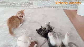 🍊These Cats Are Balls of Energy! They Can't Stop!#kittenenergy #unstoppablekittens