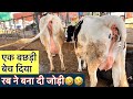     dairyfarmbihar cow farm bihar