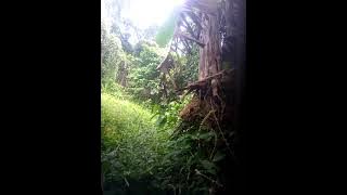 putak ng inahing labuyo