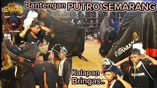 Bantengan PUTRO SEMARANG Kalapan Bringas Live‼Sentong Krajan Rembun @ARSENOFFICIAL93
