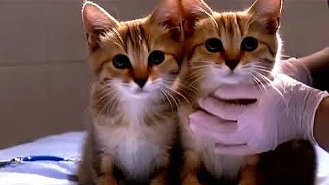 Sweetest cat you will ever see shows some love for his owner #catshorts  #catslover