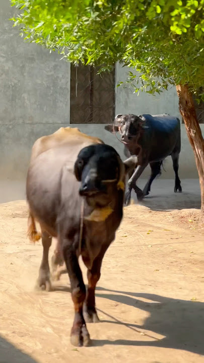 Buffalo in the field #buffalo #funny #village
