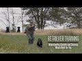Understanding Genetics and Choosing What Retriever is Right For You - Hunting Dog Training
