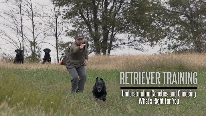Understanding Genetics and Choosing What Retriever is Right For You - Hunting Dog Training