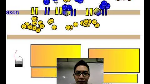 The Nervous System (Part 2)