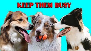 The Best Ways to Exercise Your High Energy Dog Breed