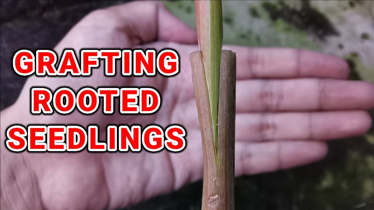 HOW TO GRAFT GRAPES SEEDLINGS | PAANO MAG GRAFT NG UBAS  