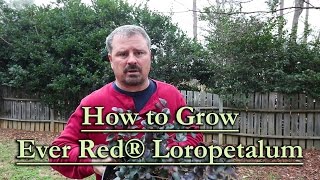 How to grow Ever Red® Loropetalum (Red Flowering Chinese Fringe Flower)