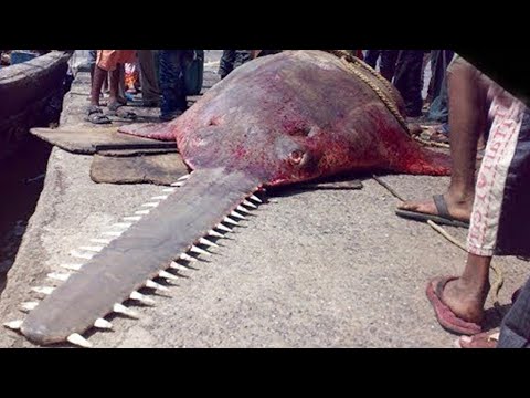 Video: Ikan Yang Paling Berbahaya Di Dunia