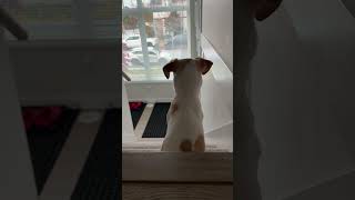 Puppy is Waiting #shorts