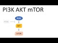 Understanding the PI3K/AKT/mTOR Pathway
