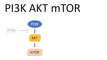 PI3K AKT mTOR Pathway (and the effects)