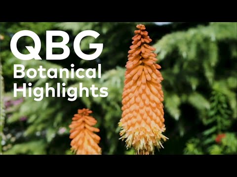 Summer Botanical Highlights: Red Hot Poker