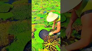 The Unique Process of Harvesting Giant Lotus Seeds in the Lake, An Amazing Tradition