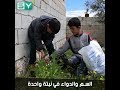 اللوف أو سم الحية نبات سام يستخدم للطبخ واستخراج العقاقير الطبية