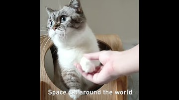 MYZOO｜Space cat around the world