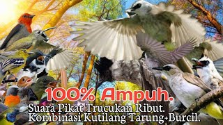 Suara Pikat TRUCUKAN RIBUT KOMBINASI KUTILANG TARUNG BURCIL. Ampuh..