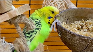 Budgie Sounds For Relaxation