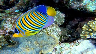 Подводный Мир Красного моря Египта [ Nature and Fish of the Red Sea of ​​Egypt Sharm El Sheikh ]