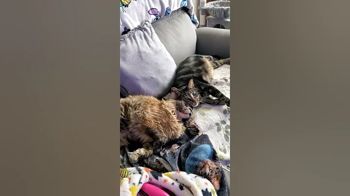 Watch the video about #friends #cat #funnycats #backyardkitties #rescue #love #BFF #shorts #mainecoon