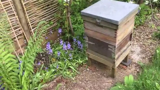 Bee Keeper's Diary - Swarm part 9